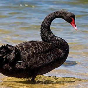 Black_swan_jan09